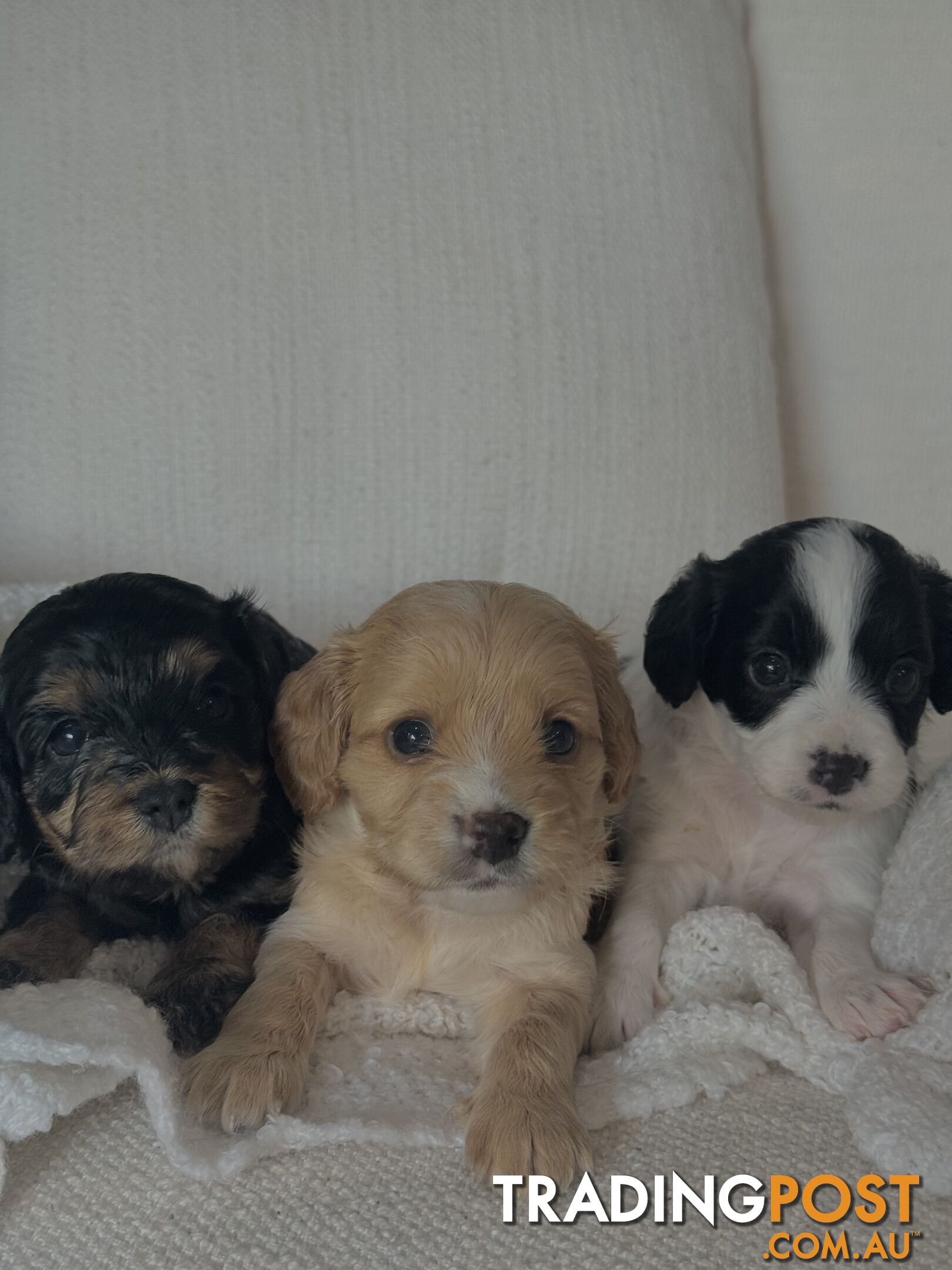 Cavoodle Puppies