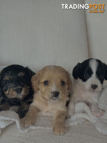 Cavoodle Puppies