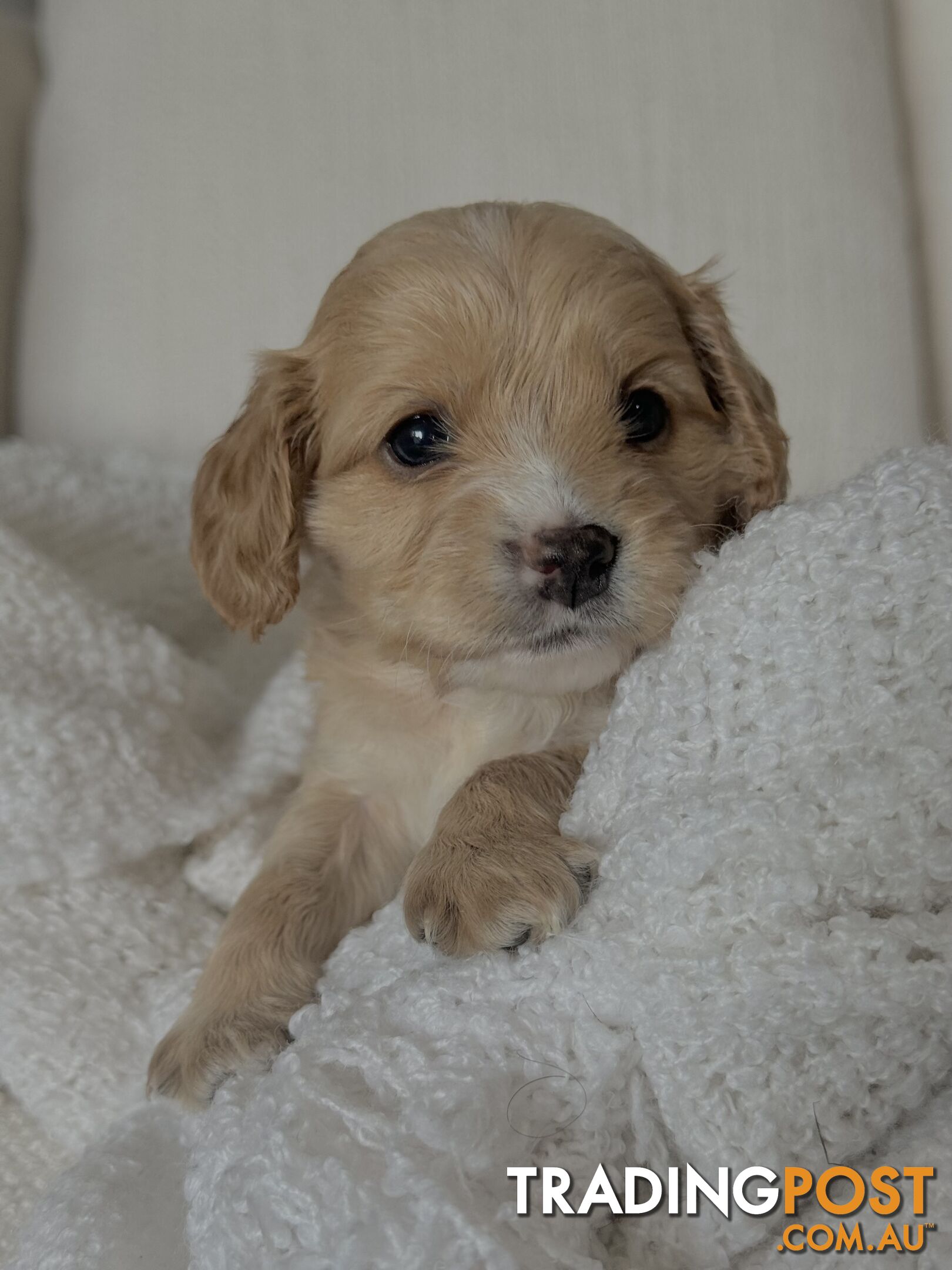 Cavoodle Puppies