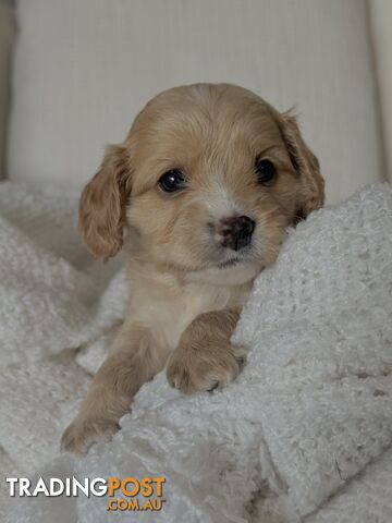 Cavoodle Puppies