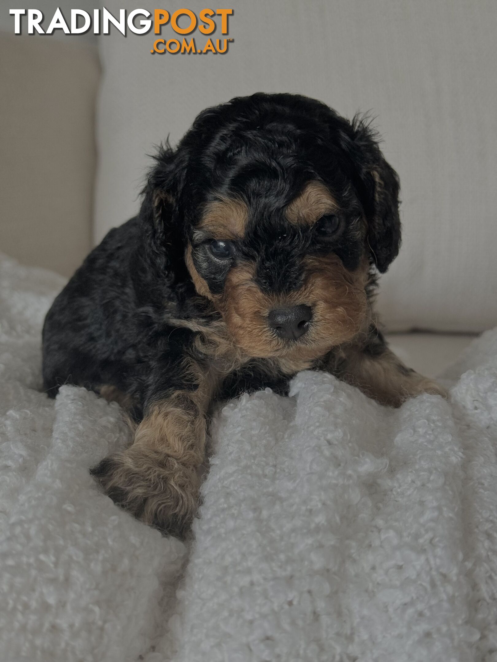 Cavoodle Puppies