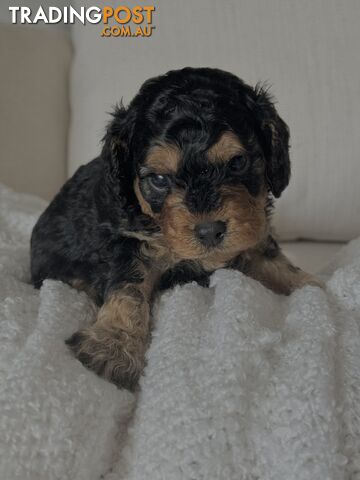 Cavoodle Puppies