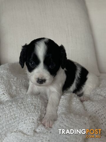 Cavoodle Puppies