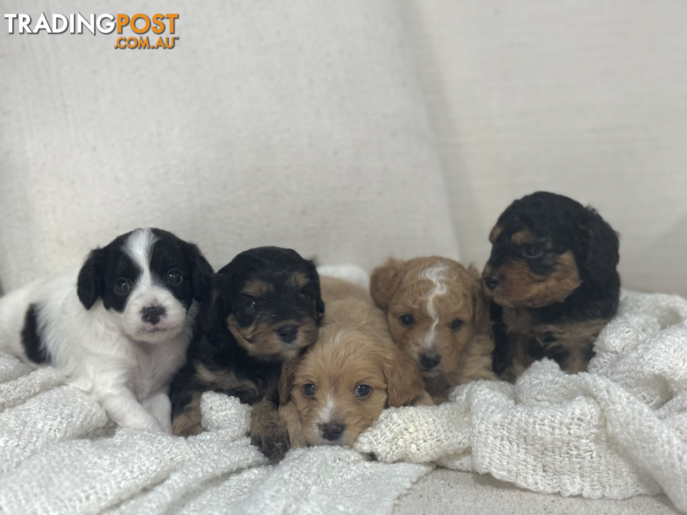 Cavoodle Puppies