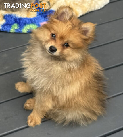 Pure Breed Pomeranian - Male x 1