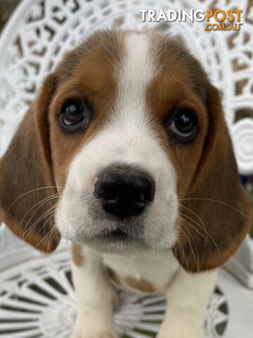 Pure Breed Beagle Puppies