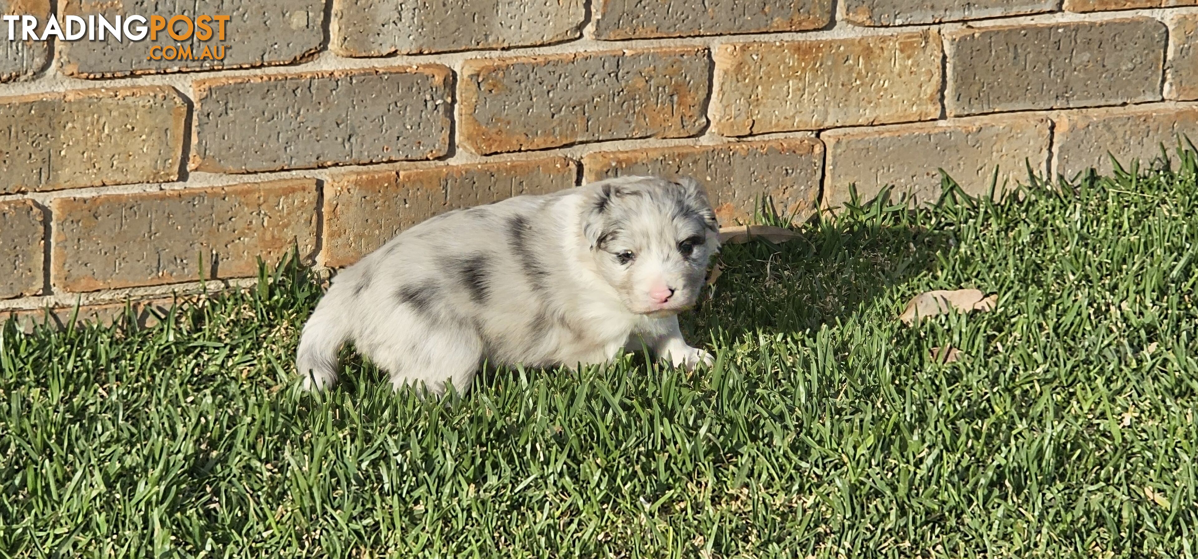 Border Collie Puppies - Merles and Wheat colours.