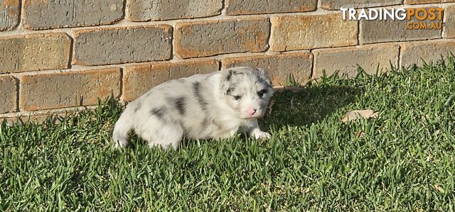 Border Collie Puppies - Merles and Wheat colours.