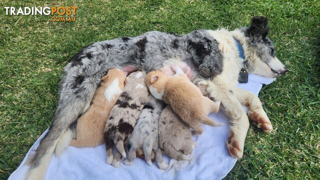 Border Collie Puppies - Merles and Wheat colours.