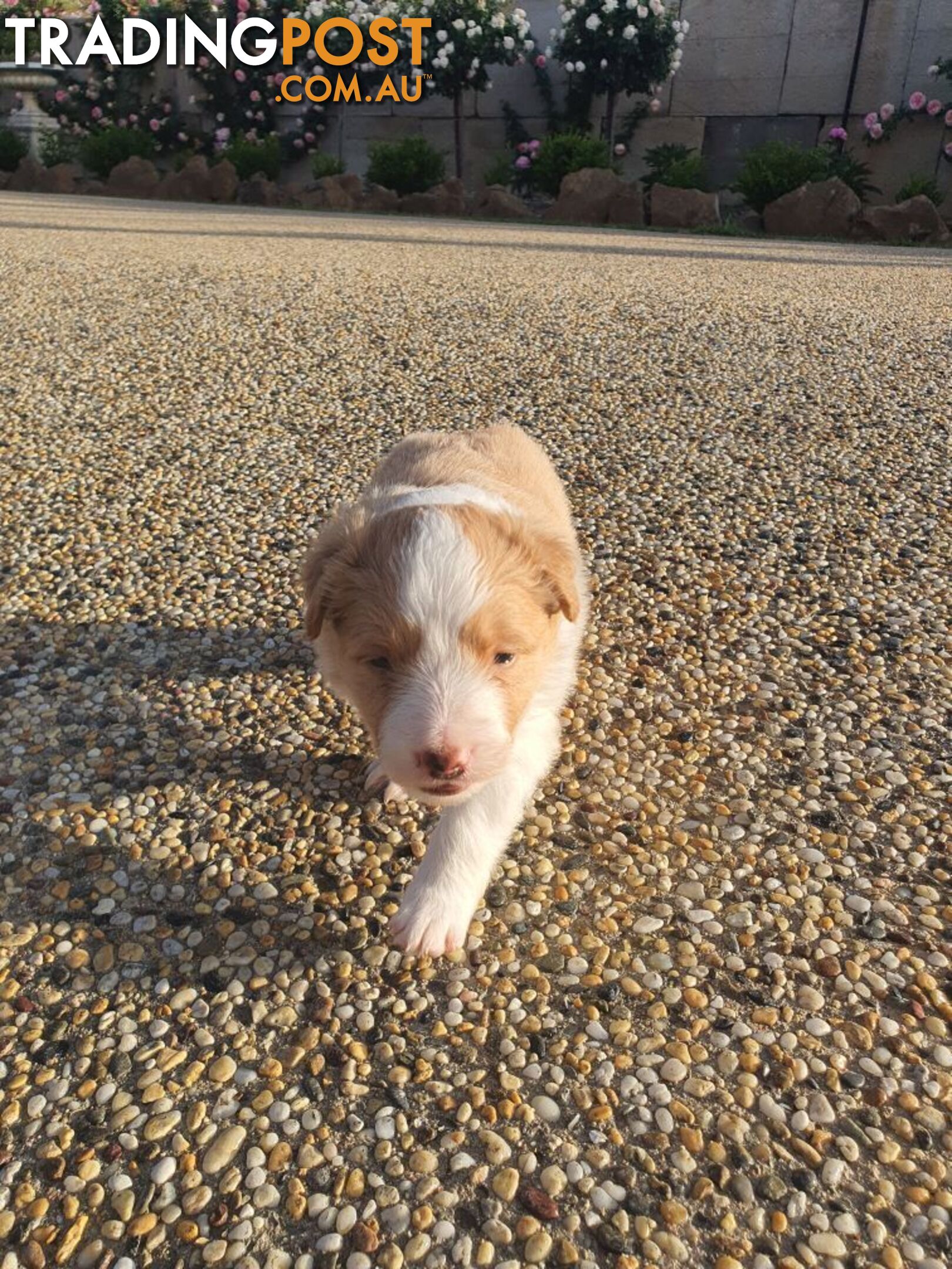 Border Collie Puppies - Merles and Wheat colours.