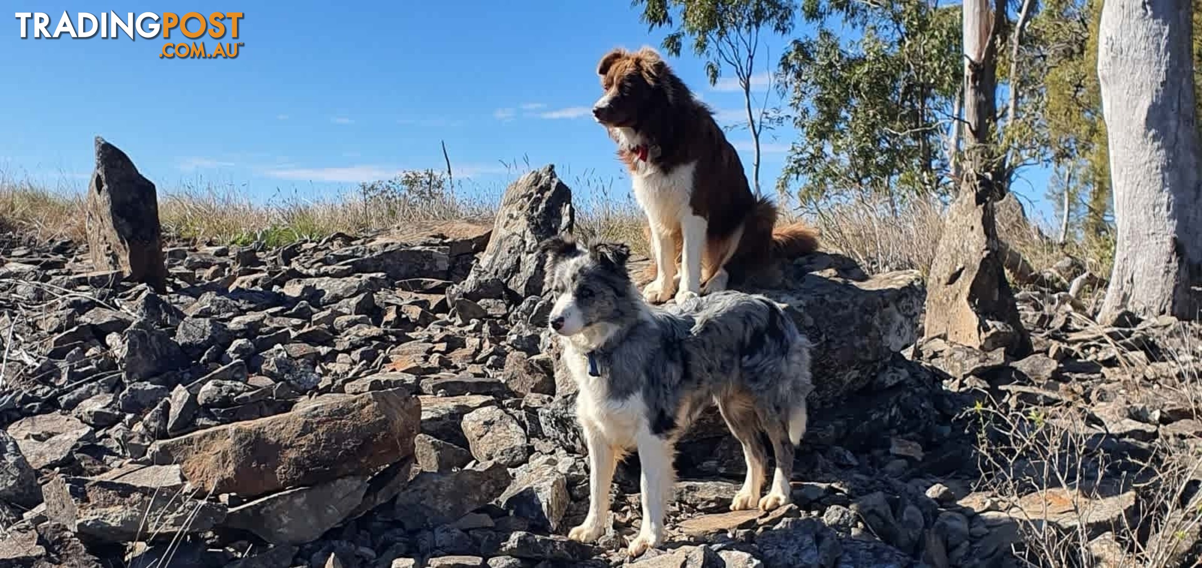 Border Collie Puppies - Merles and Wheat colours.