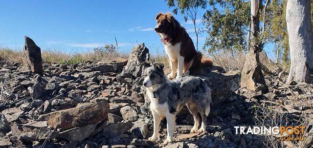 Border Collie Puppies - Merles and Wheat colours.