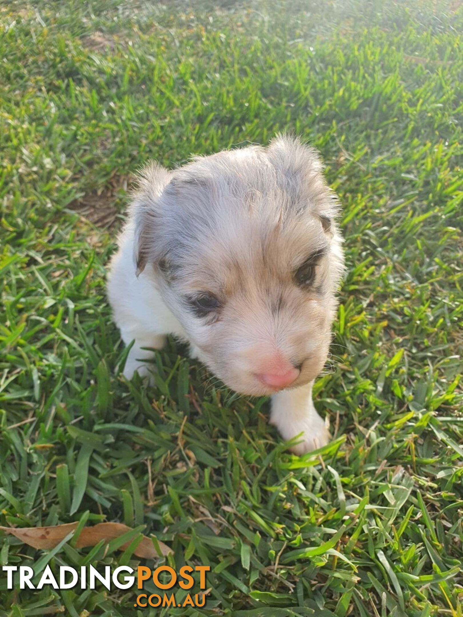 Border Collie Puppies - Merles and Wheat colours.