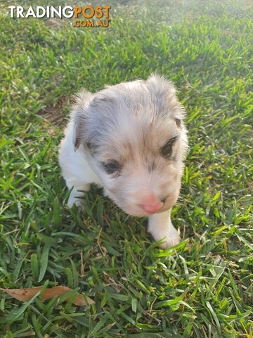 Border Collie Puppies - Blue Merle and Wheat colours.