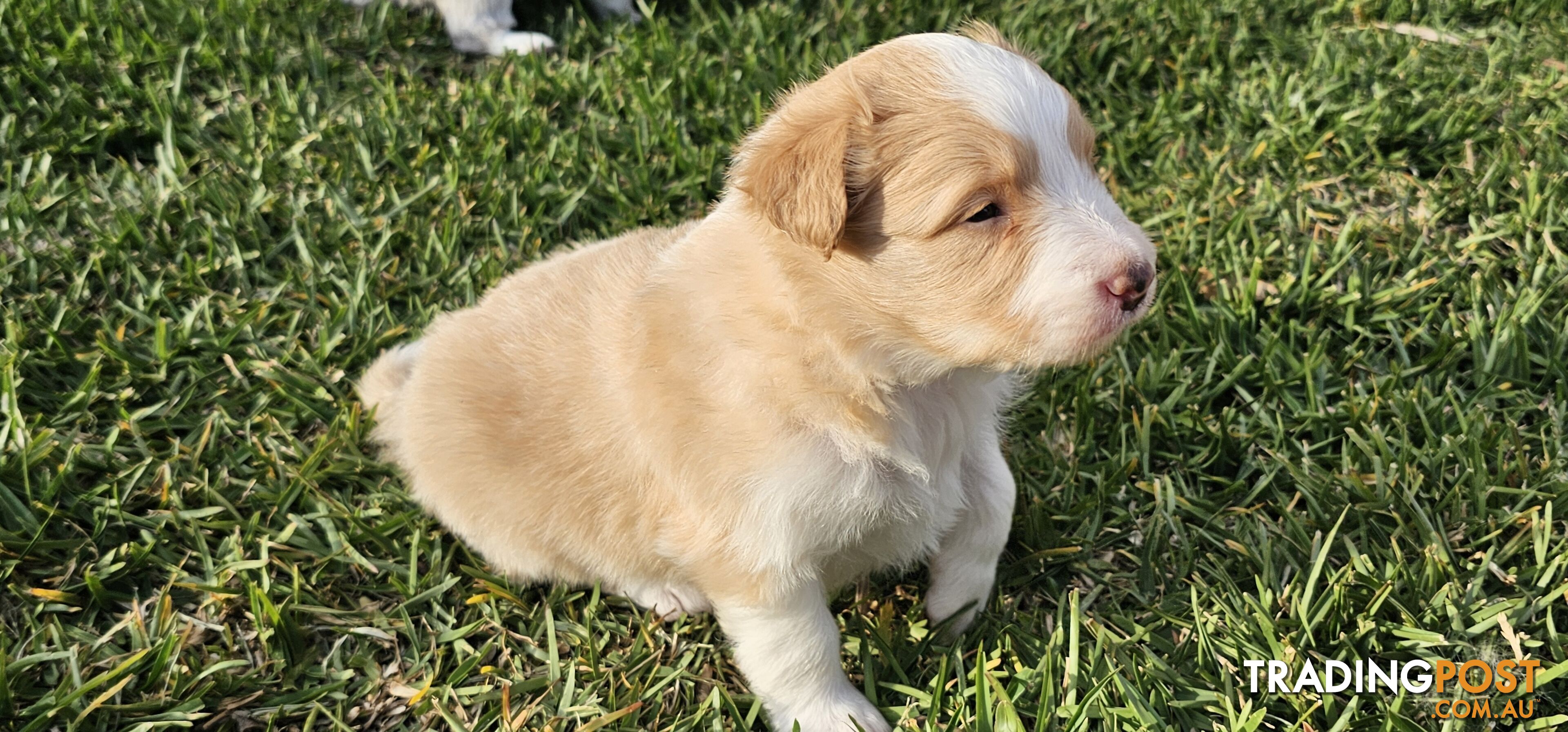 Border Collie Puppies - Merles and Wheat colours.