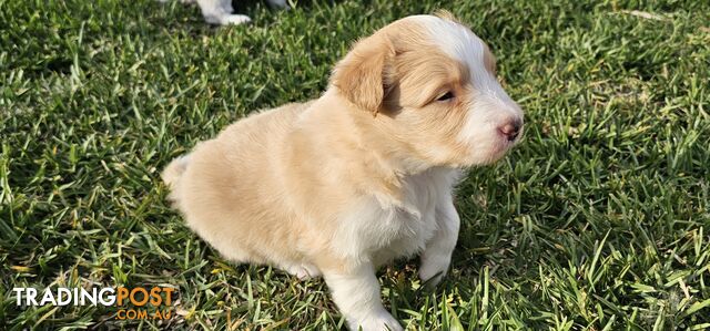 Border Collie Puppies - Merles and Wheat colours.