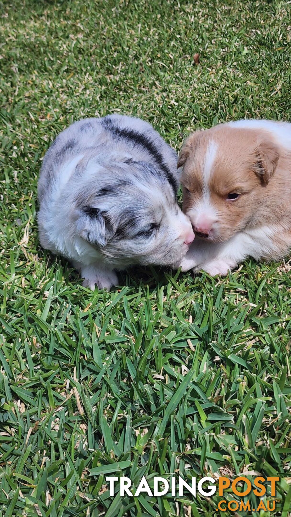 Border Collie Puppies - Merles and Wheat colours.