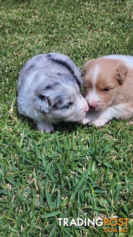 Border Collie Puppies - Merles and Wheat colours.