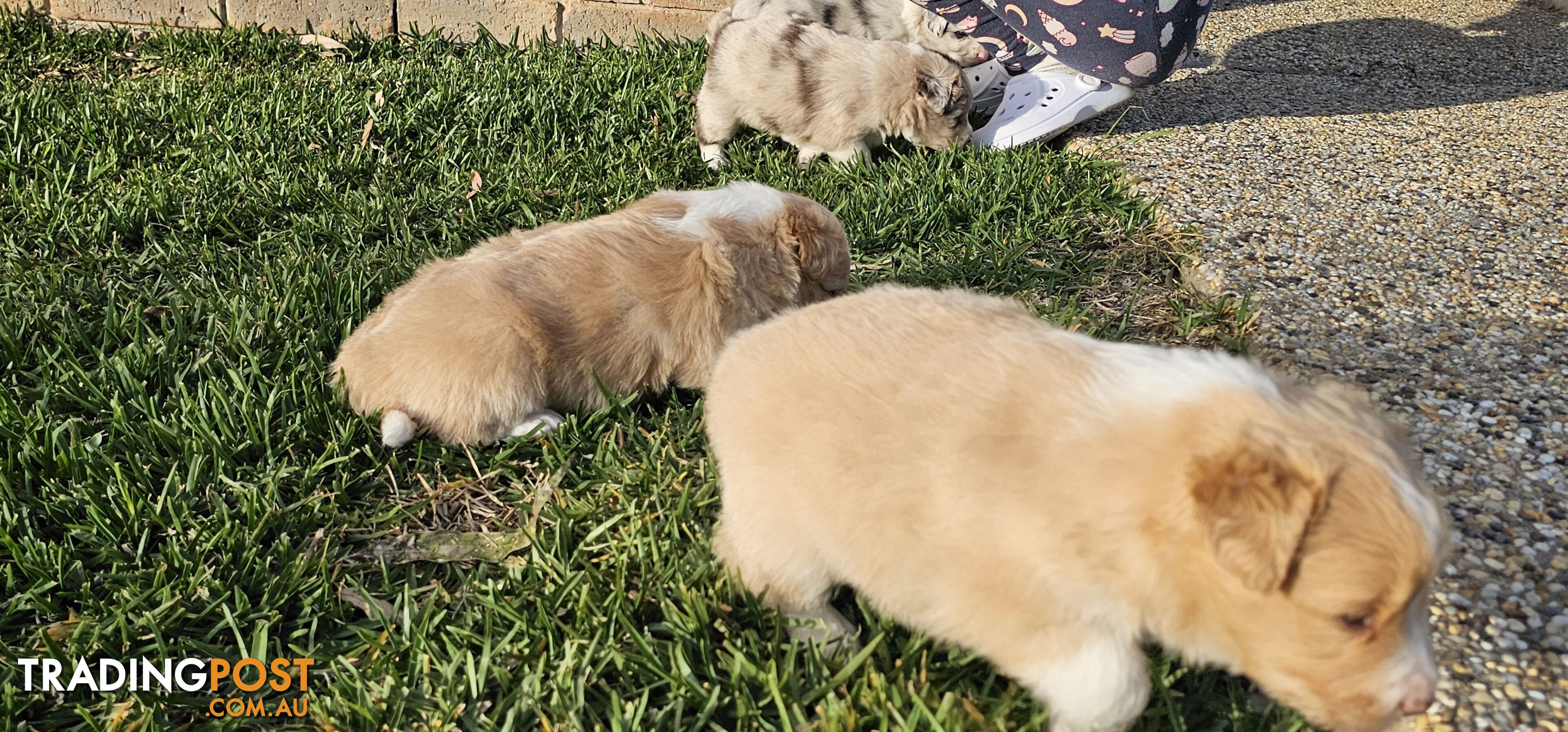 Border Collie Puppies - Merles and Wheat colours.