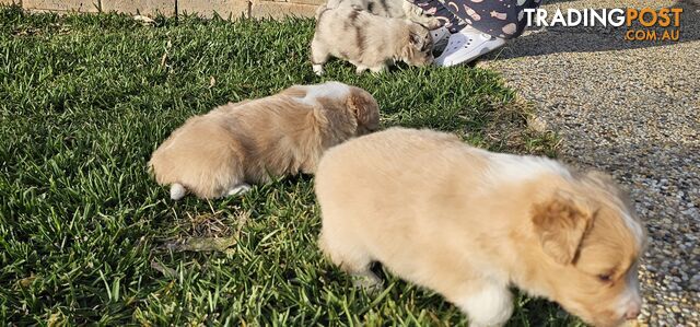 Border Collie Puppies - Merles and Wheat colours.