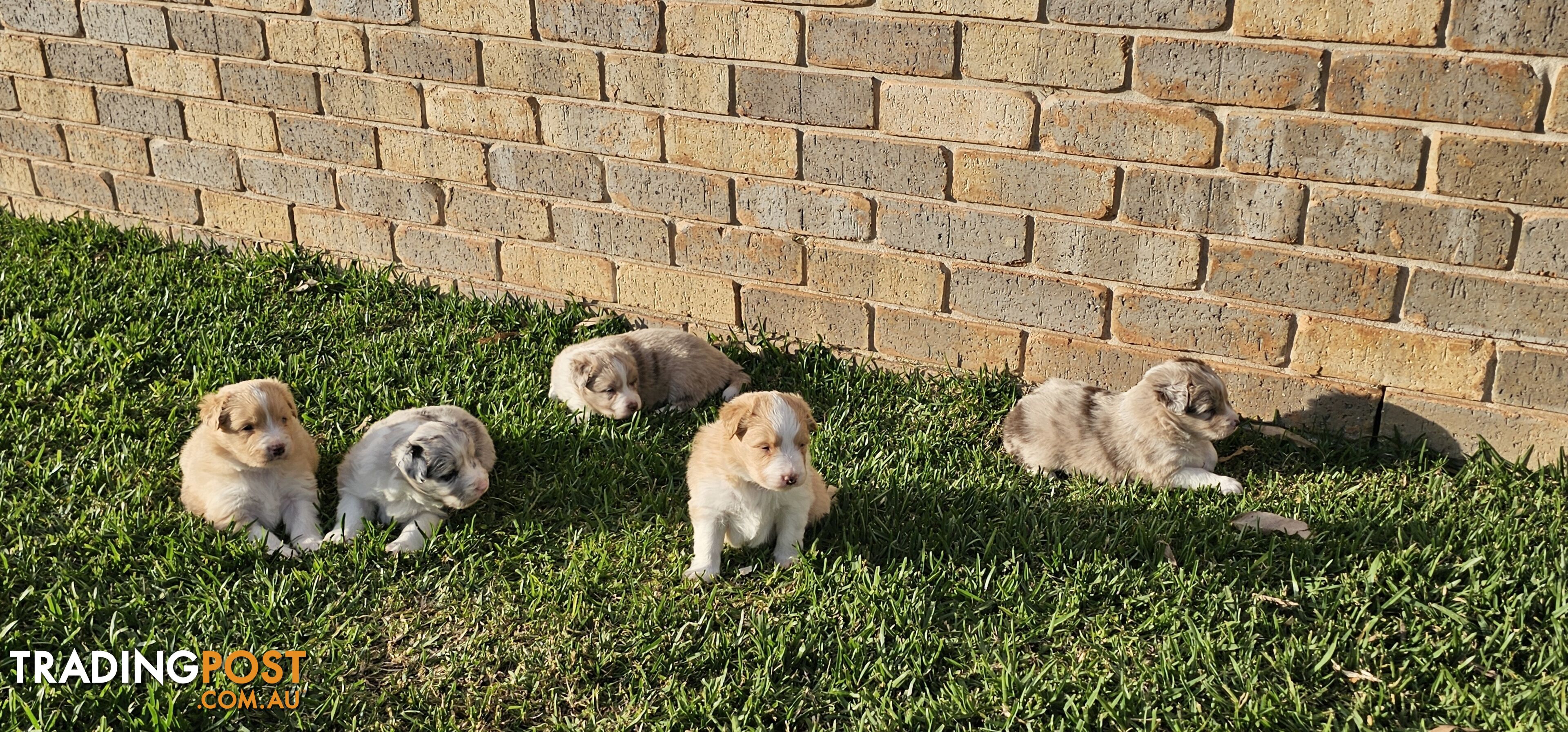 Border Collie Puppies - Merles and Wheat colours.