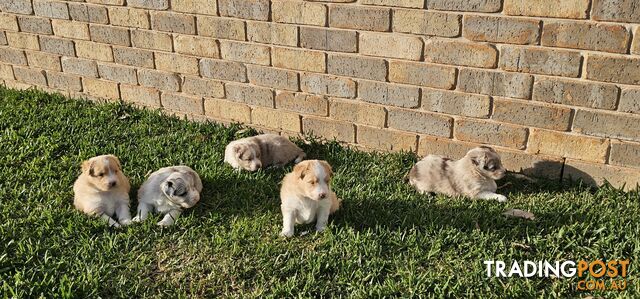 Border Collie Puppies - Merles and Wheat colours.