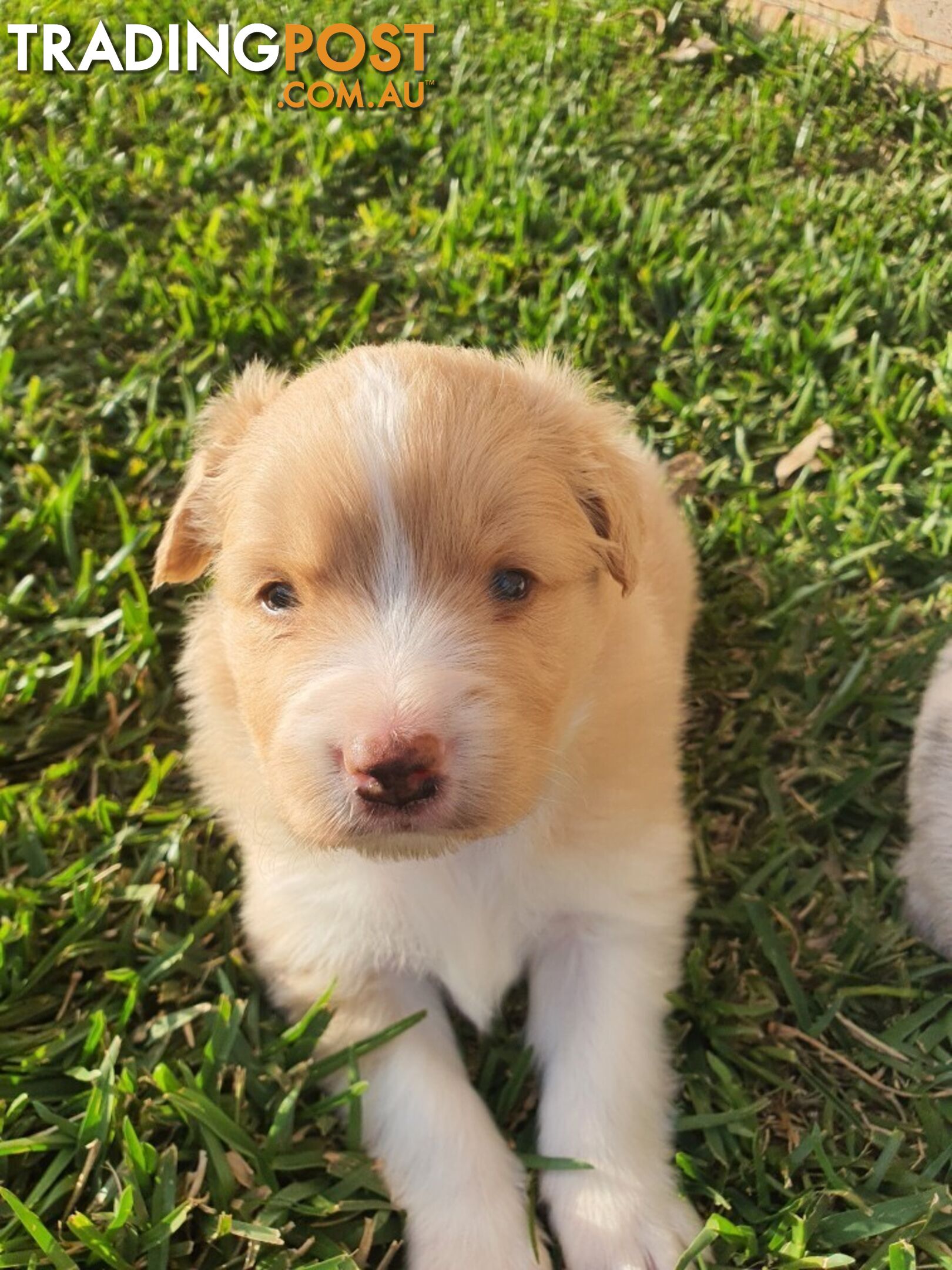 Border Collie Puppies - Merles and Wheat colours.