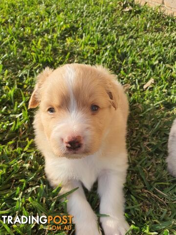 Border Collie Puppies - Blue Merle and Wheat colours.