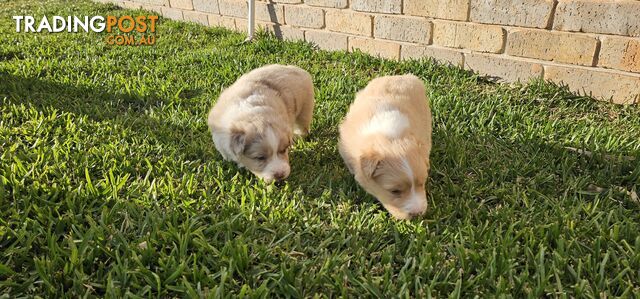 Border Collie Puppies - Merles and Wheat colours.