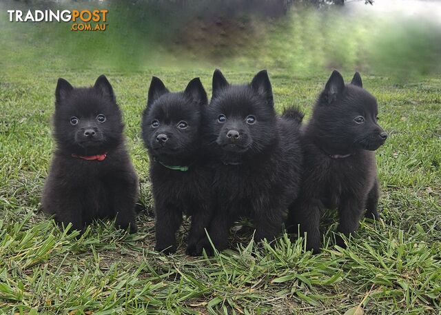 Gorgeous, Tiny, Black Bear Cubs!