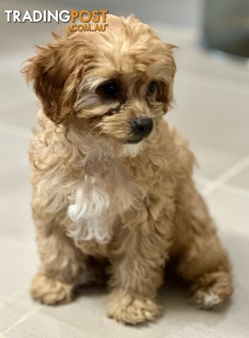 Female Cavoodle Puppy for Sale- Loving Home Needed