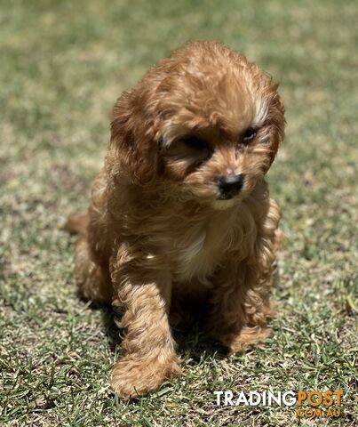 Female Cavoodle Puppy for Sale- Loving Home Needed