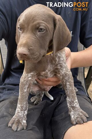 GERMAN SHORTHAIRED POINTER PUPPIES