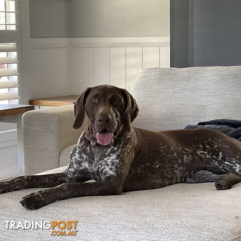 GERMAN SHORTHAIRED POINTER PUPPIES