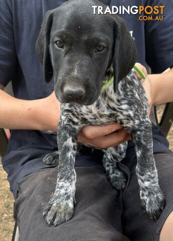 GERMAN SHORTHAIRED POINTER PUPPIES