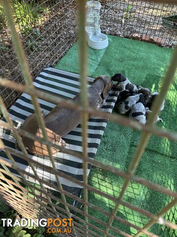 GERMAN SHORTHAIRED POINTER PUPPIES