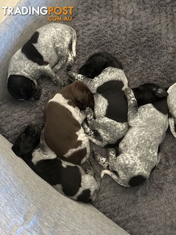 GERMAN SHORTHAIRED POINTER PUPPIES