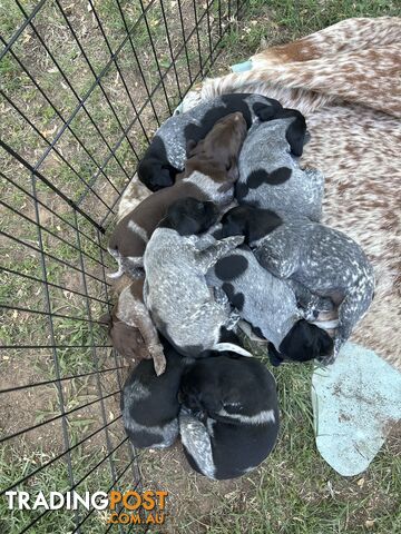 GERMAN SHORTHAIRED POINTER PUPPIES