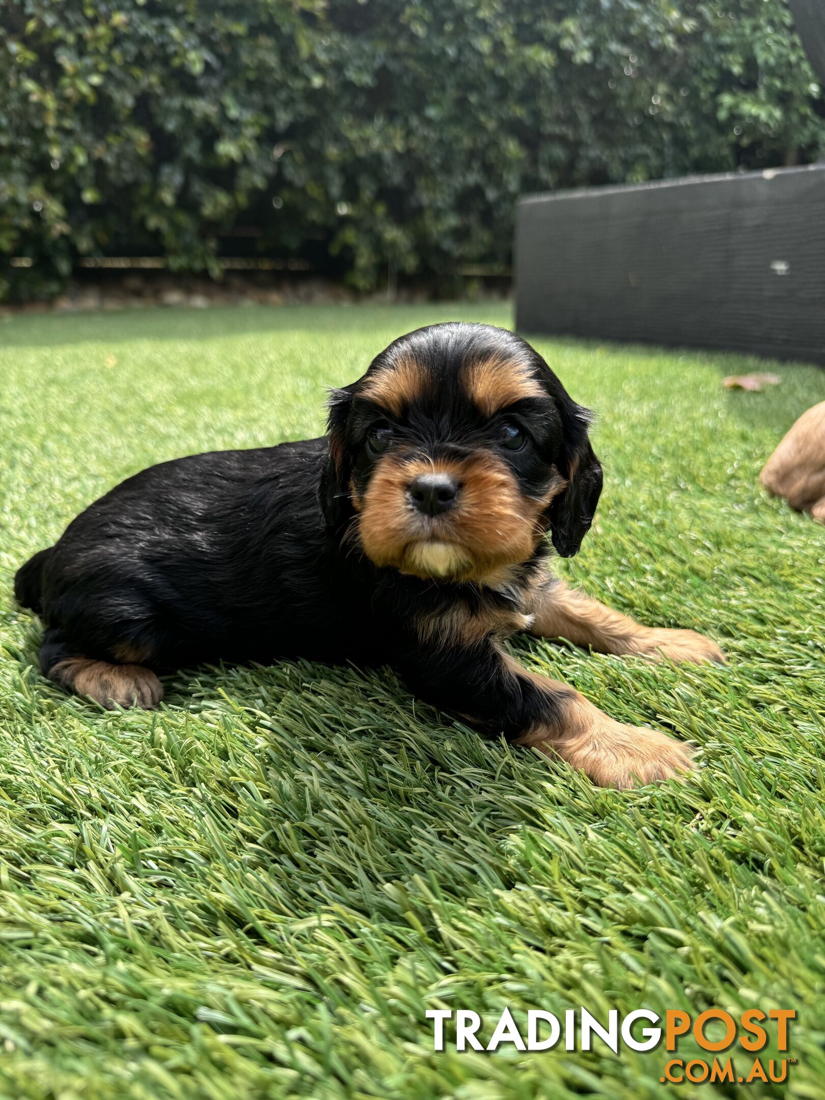 King Charles Cavalier Puppies