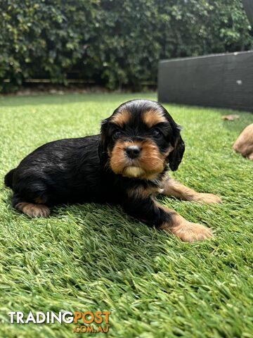 King Charles Cavalier Puppies