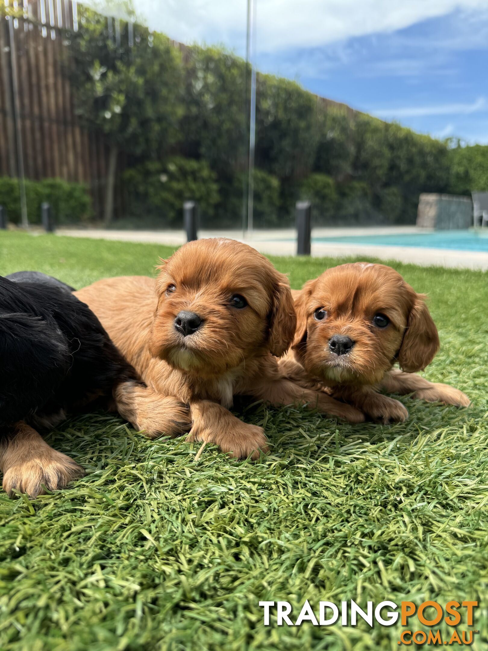 King Charles Cavalier Puppies