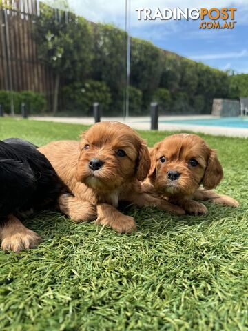 King Charles Cavalier Puppies