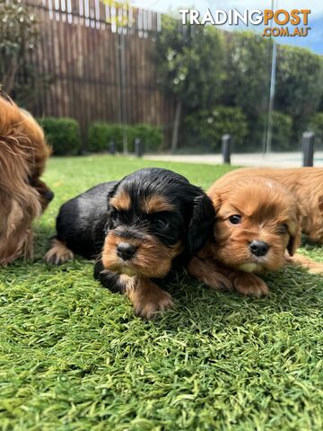 King Charles Cavalier Puppies