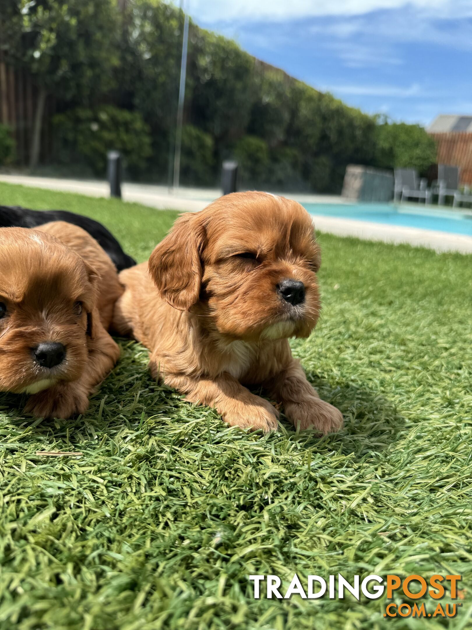 King Charles Cavalier Puppies