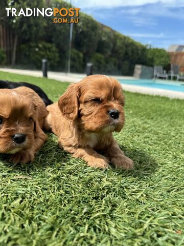 King Charles Cavalier Puppies