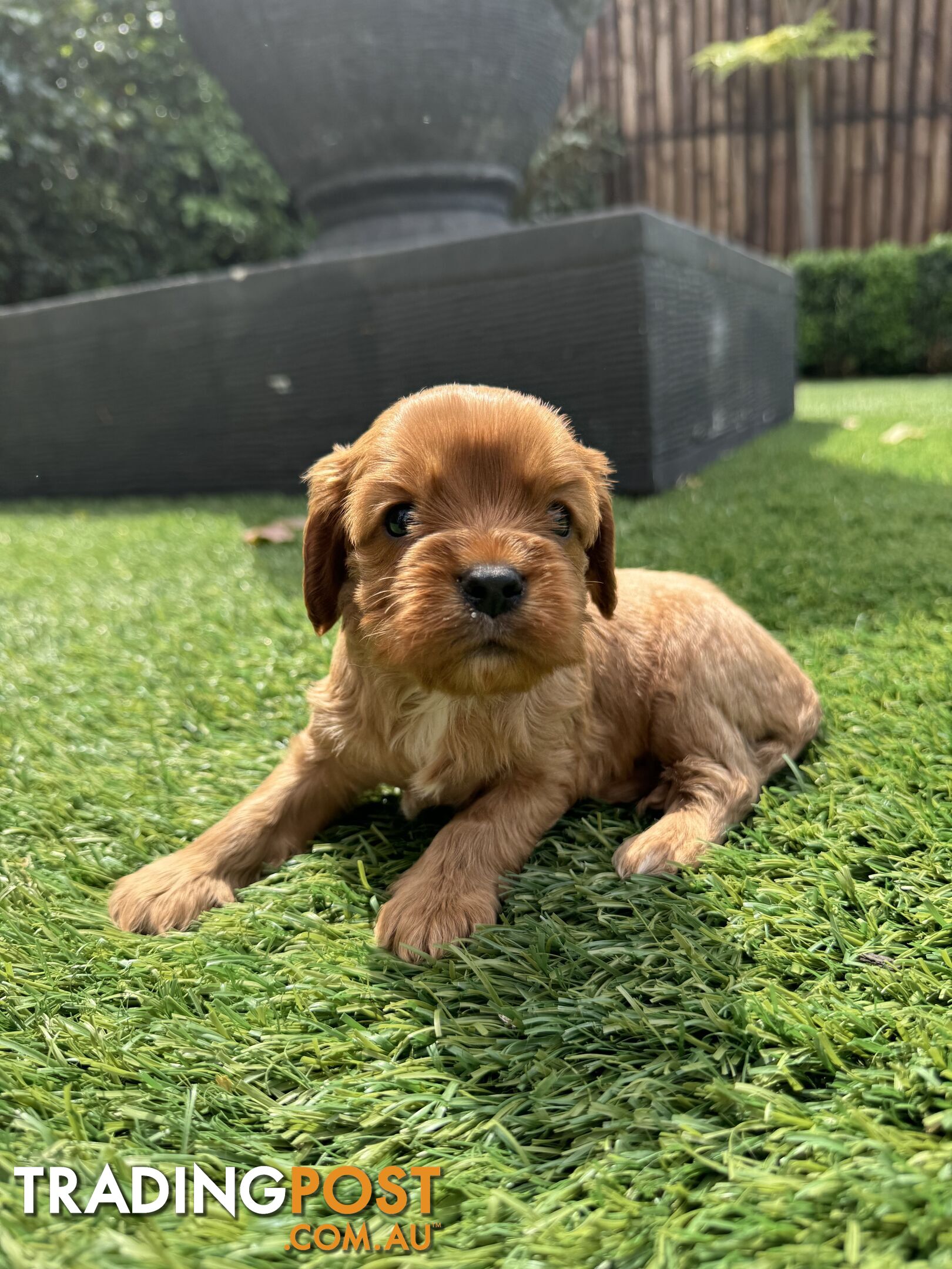 King Charles Cavalier Puppies