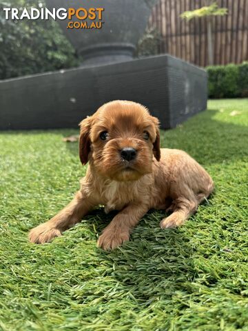 King Charles Cavalier Puppies