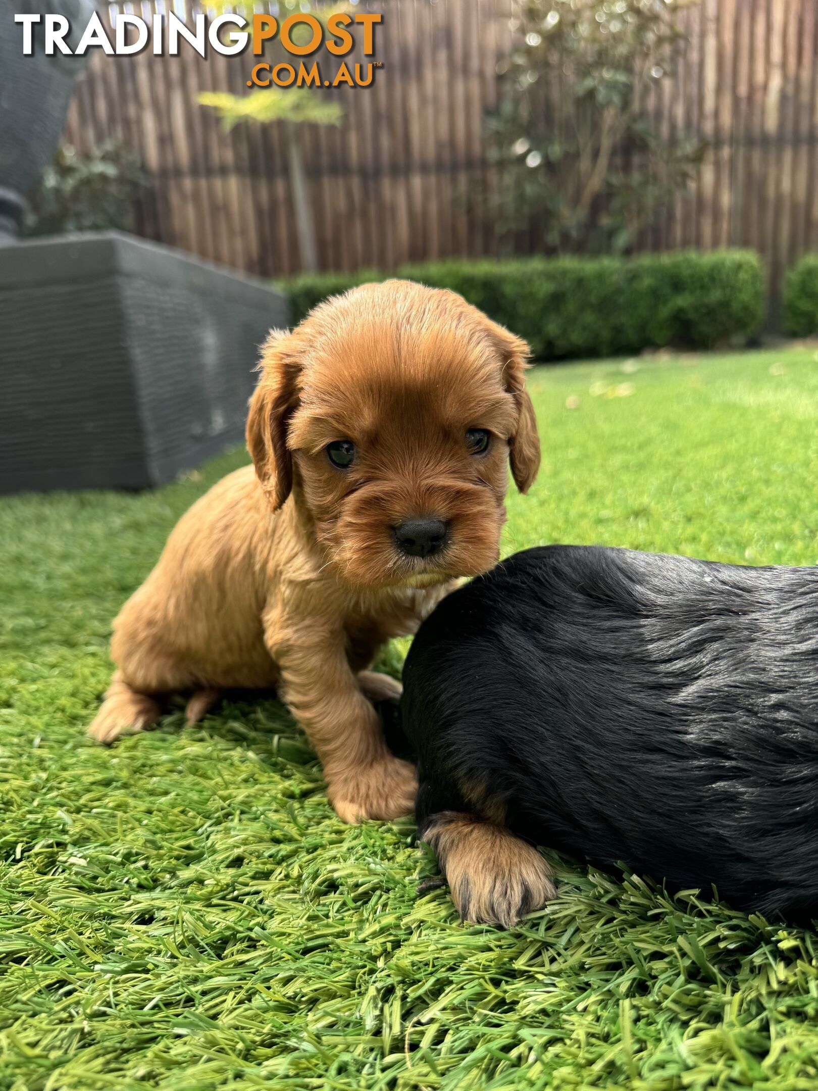 King Charles Cavalier Puppies