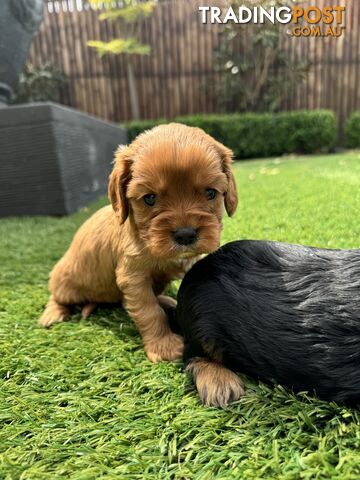 King Charles Cavalier Puppies