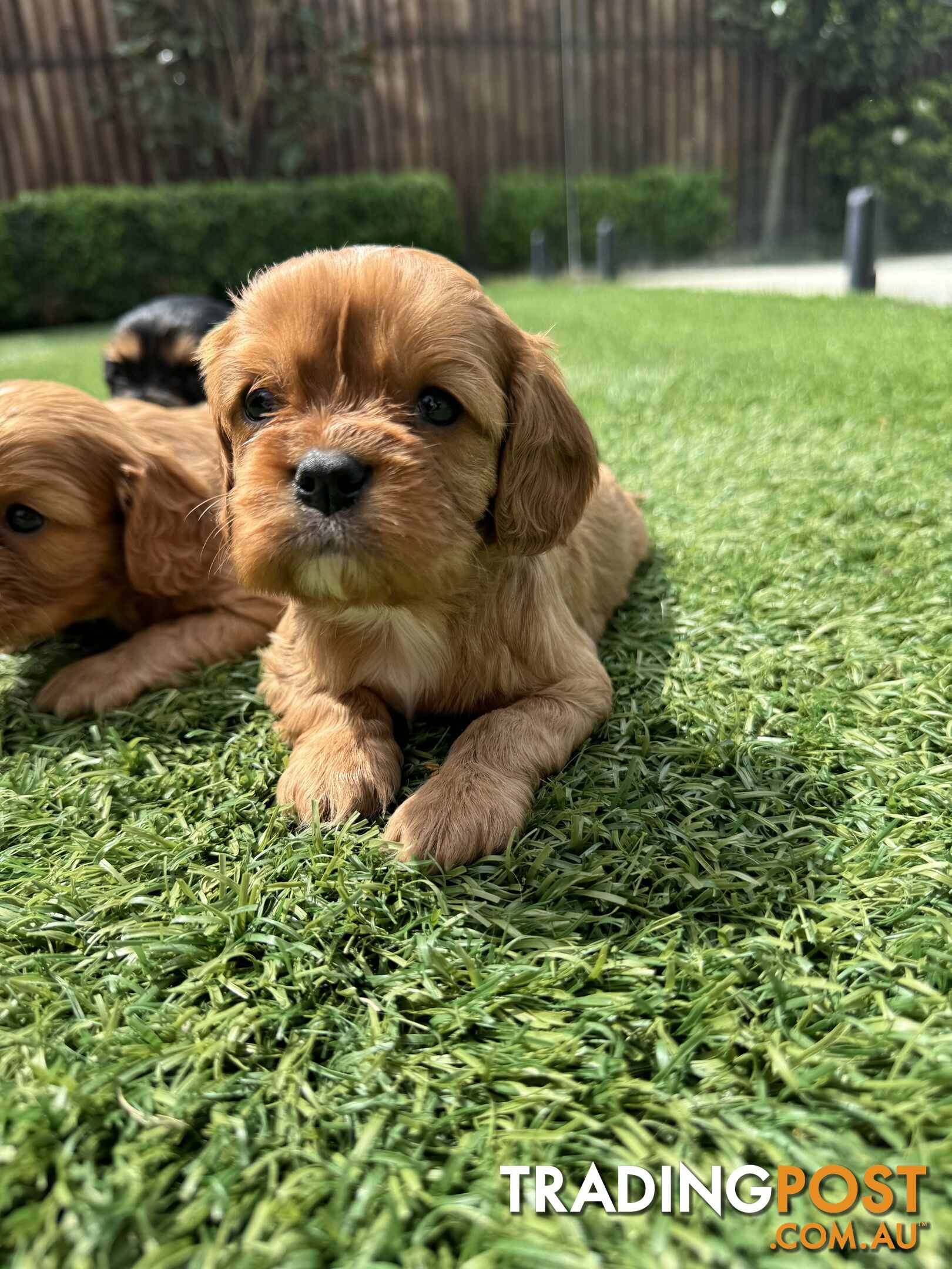 King Charles Cavalier Puppies